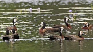 White-faced Whistling Duck