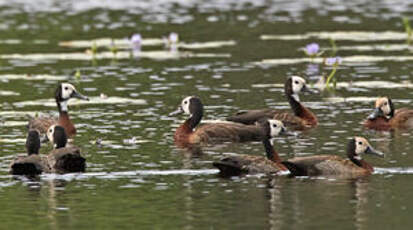 Dendrocygne veuf