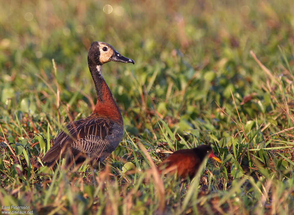 White-faced Whistling Duckadult, habitat, pigmentation