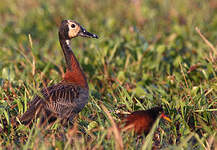 Dendrocygne veuf