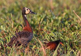 White-faced Whistling Duck