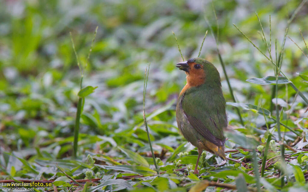 Tawny-breasted Parrotfinch