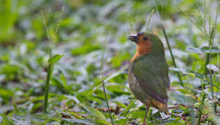 Tawny-breasted Parrotfinch