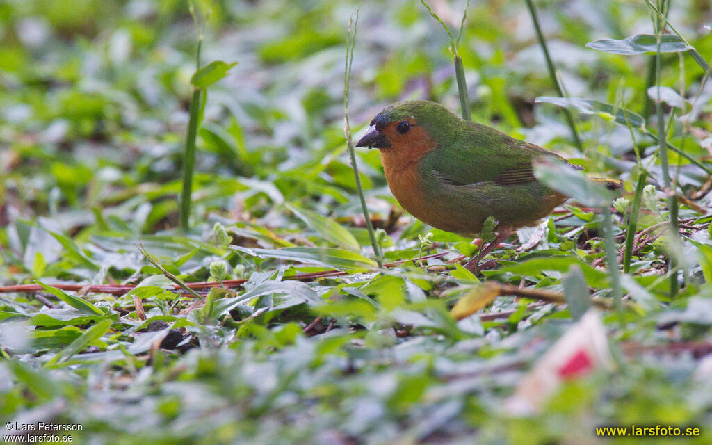 Tawny-breasted Parrotfinch