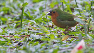 Tawny-breasted Parrotfinch