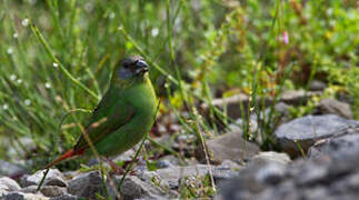 Papuan Parrotfinch