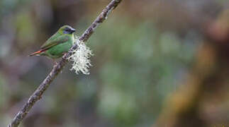 Papuan Parrotfinch