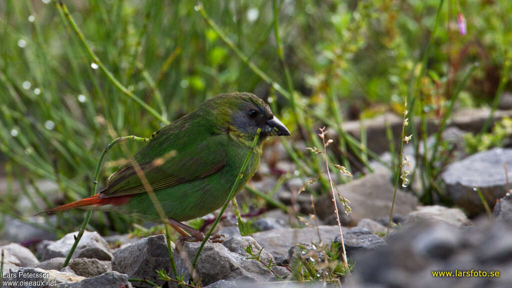 Papuan Parrotfinch