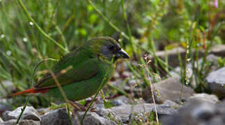 Papuan Parrotfinch