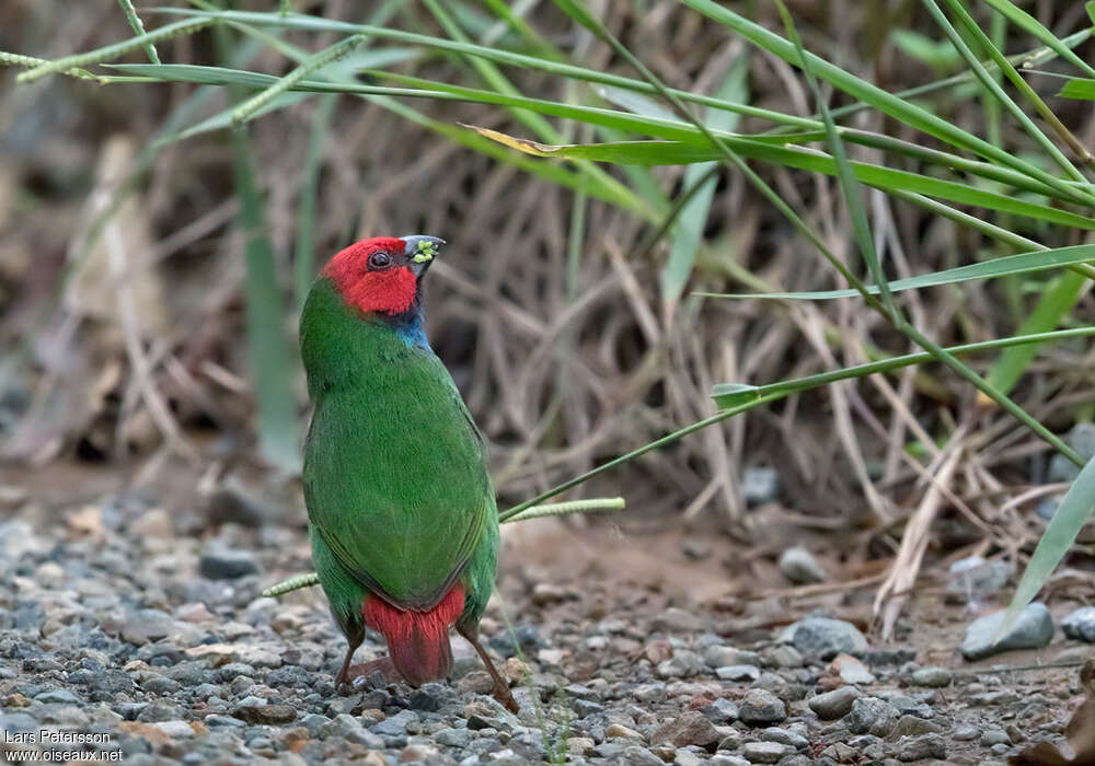 Fiji Parrotfinchadult, aspect