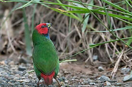 Fiji Parrotfinch