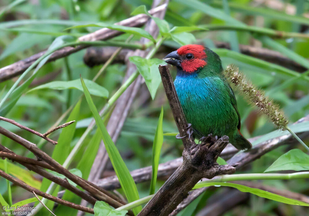 Fiji Parrotfinch