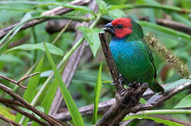 Fiji Parrotfinch