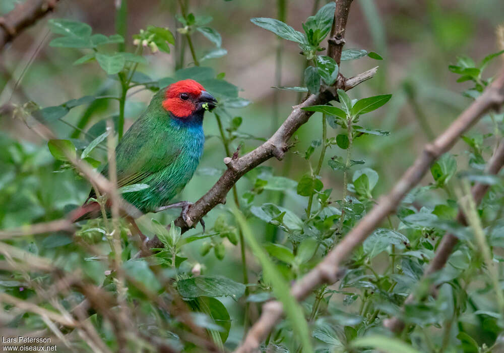 Fiji Parrotfinchadult, identification