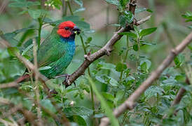 Fiji Parrotfinch