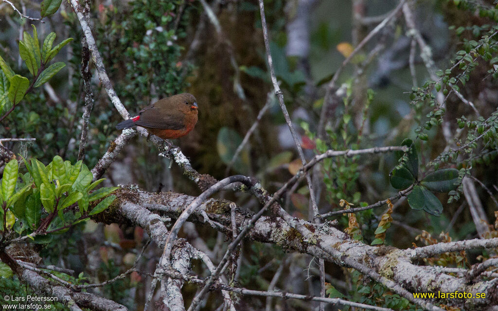 Mountain Firetail