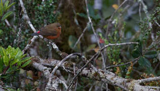 Mountain Firetail