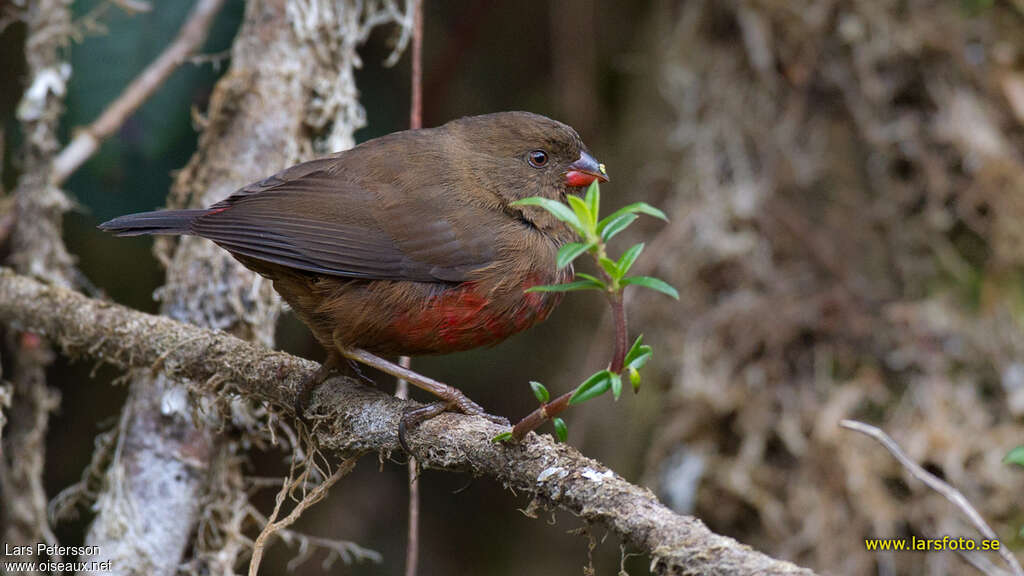 Mountain Firetail