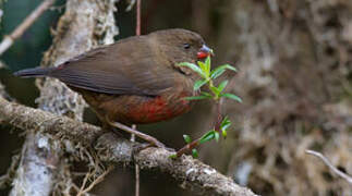 Mountain Firetail