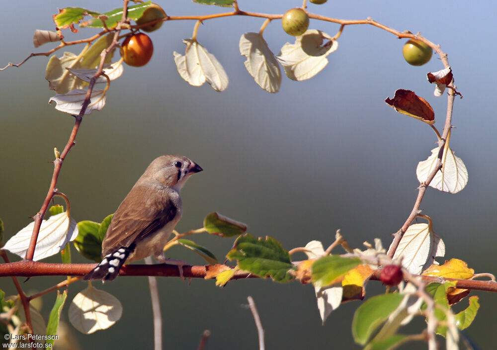 Zebra Finch