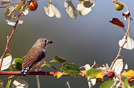 Sunda Zebra Finch