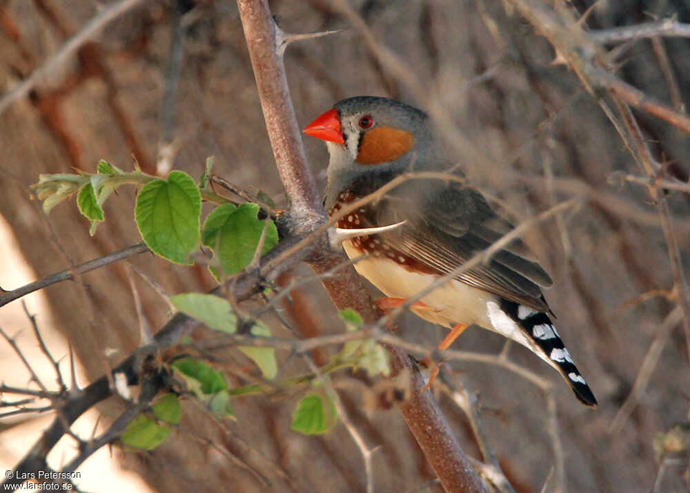 Zebra Finch