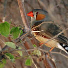 Diamant mandarin