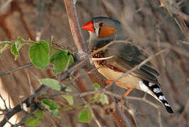 Sunda Zebra Finch