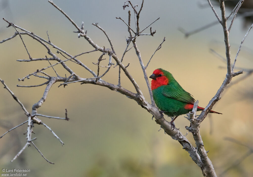 Red-throated Parrotfinch