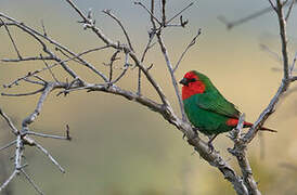 Red-throated Parrotfinch