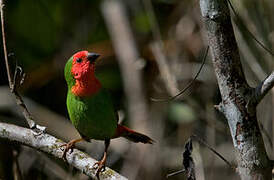 Red-throated Parrotfinch