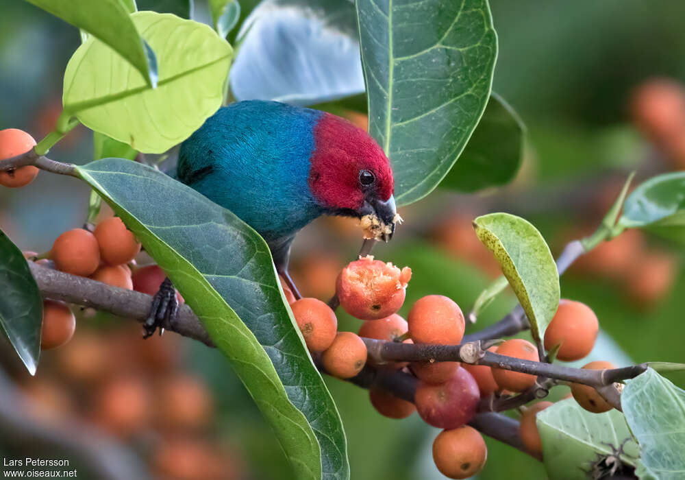 Red-headed Parrotfinch