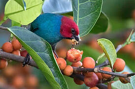 Red-headed Parrotfinch