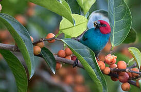 Red-headed Parrotfinch