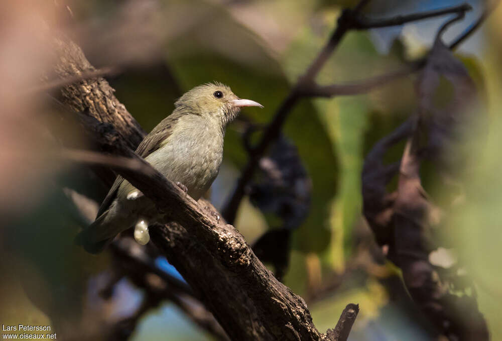 Pale-billed Flowerpeckeradult