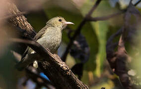 Pale-billed Flowerpecker