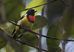 Scarlet-breasted Flowerpecker