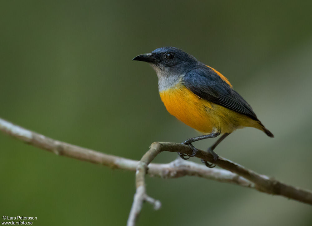 Orange-bellied Flowerpecker