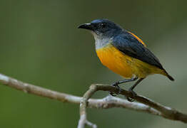 Orange-bellied Flowerpecker