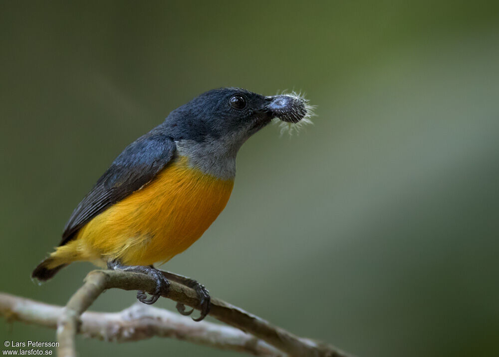 Dicée à ventre orange