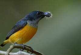 Orange-bellied Flowerpecker