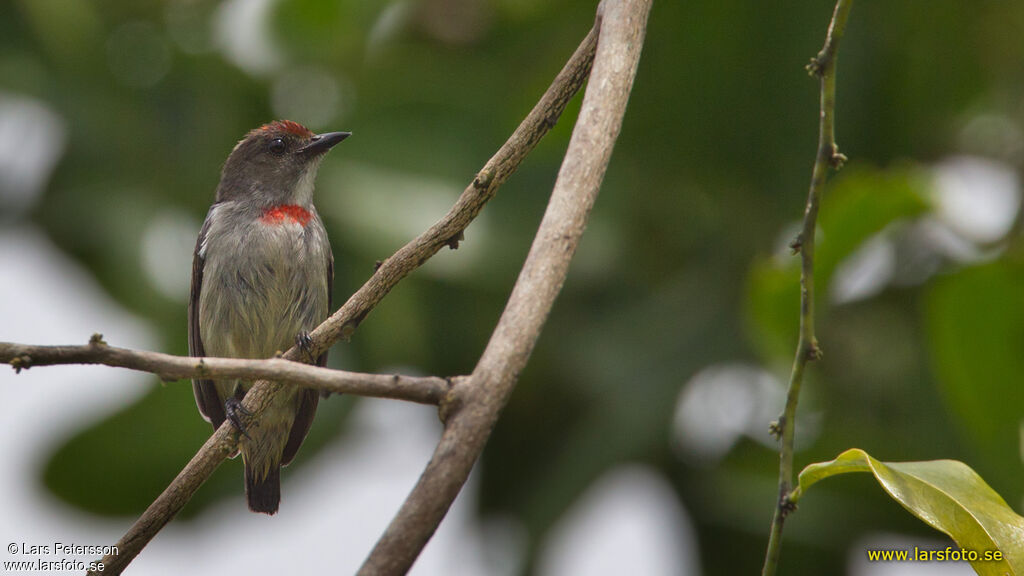 Red-capped Flowerpecker