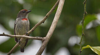 Red-capped Flowerpecker