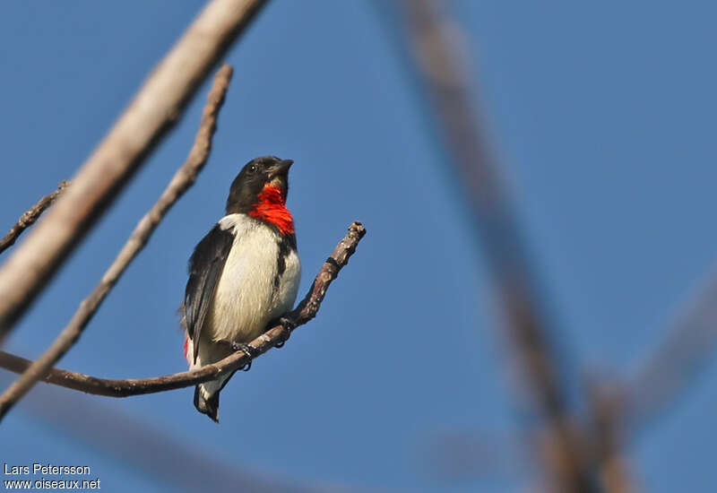 Blue-cheeked Flowerpecker male adult, identification