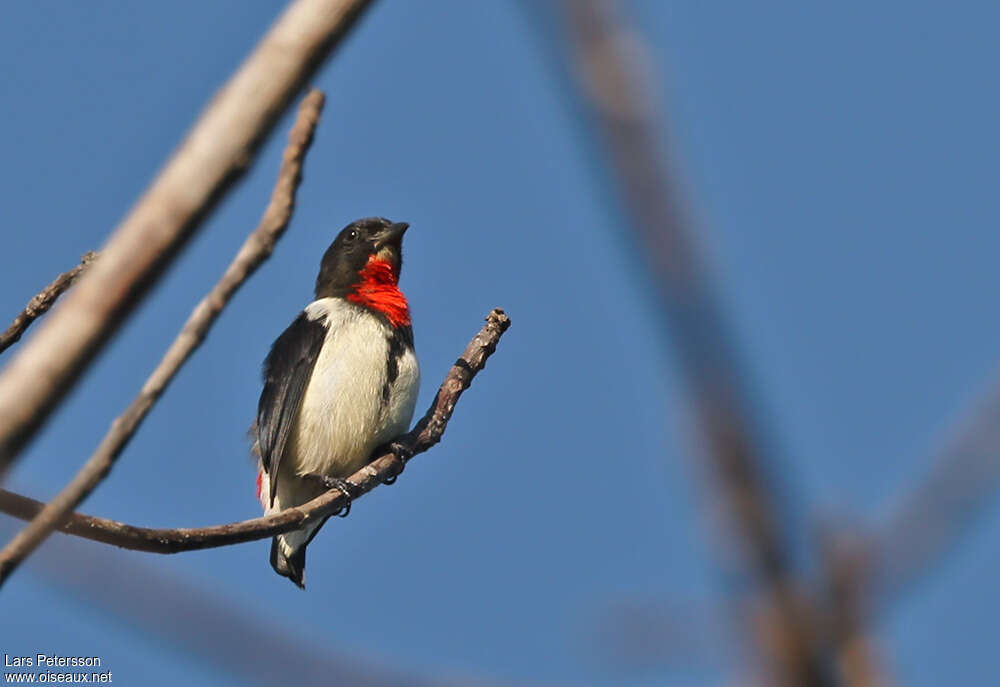 Dicée de Maugé mâle adulte, identification