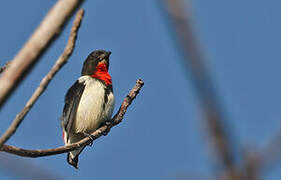 Blue-cheeked Flowerpecker