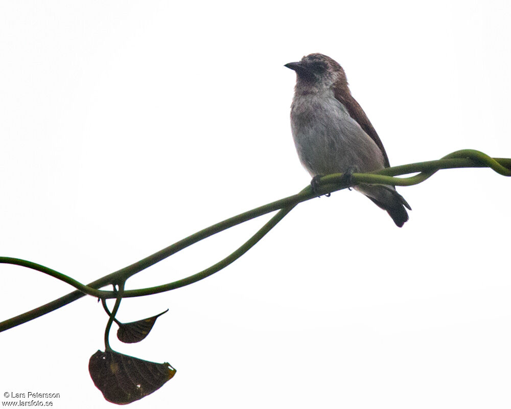 Mottled Flowerpecker