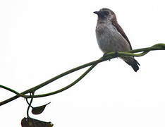 Mottled Flowerpecker