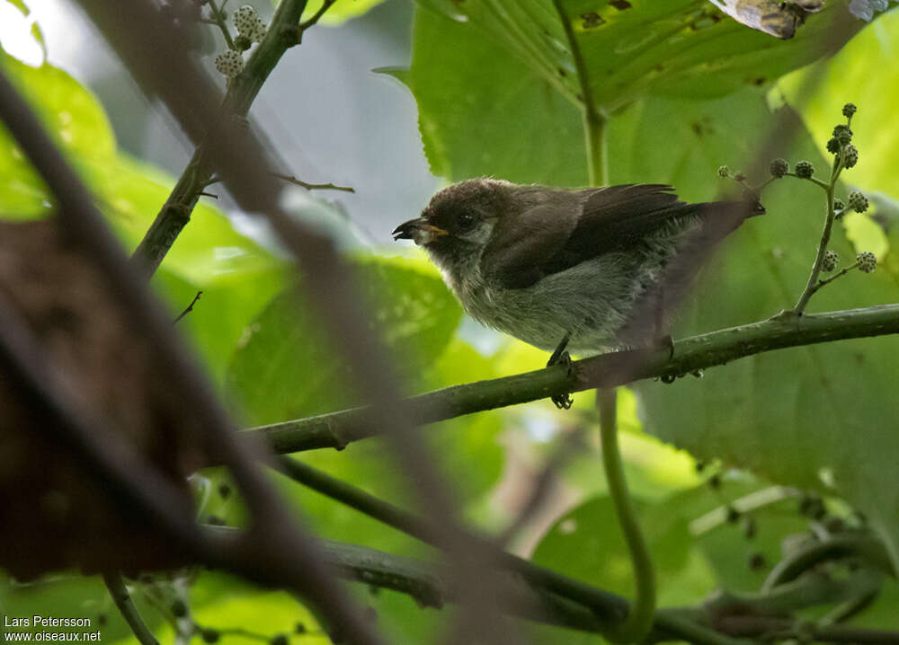 Mottled Flowerpecker male adult