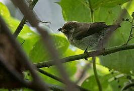 Mottled Flowerpecker